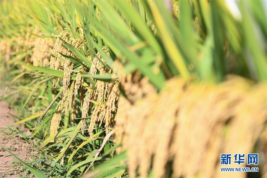 （圖文互動）（8）1046.3公斤！袁隆平第三代雜交水稻首次公開測產(chǎn)