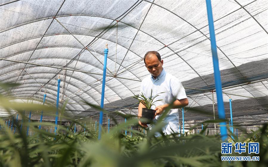 (在習近平新時代中國特色社會主義思想指引下——新時代新作為新篇章·總書記關心的百姓身邊事·圖文互動)(4)“科技秀才”給田野帶來新希望