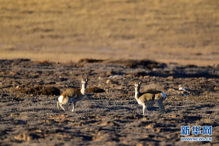 （行走中國(guó)&middot;圖文互動(dòng)）（9）青海三江源：在&ldquo;神山圣湖&rdquo;間尋覓&ldquo;高原精靈&rdquo;