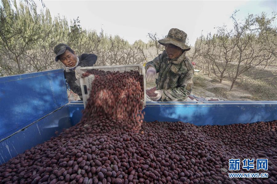 （新華全媒頭條）（5）沙海之邊一片紅&mdash;&mdash;一粒棗和&ldquo;第一大縣&rdquo;的故事