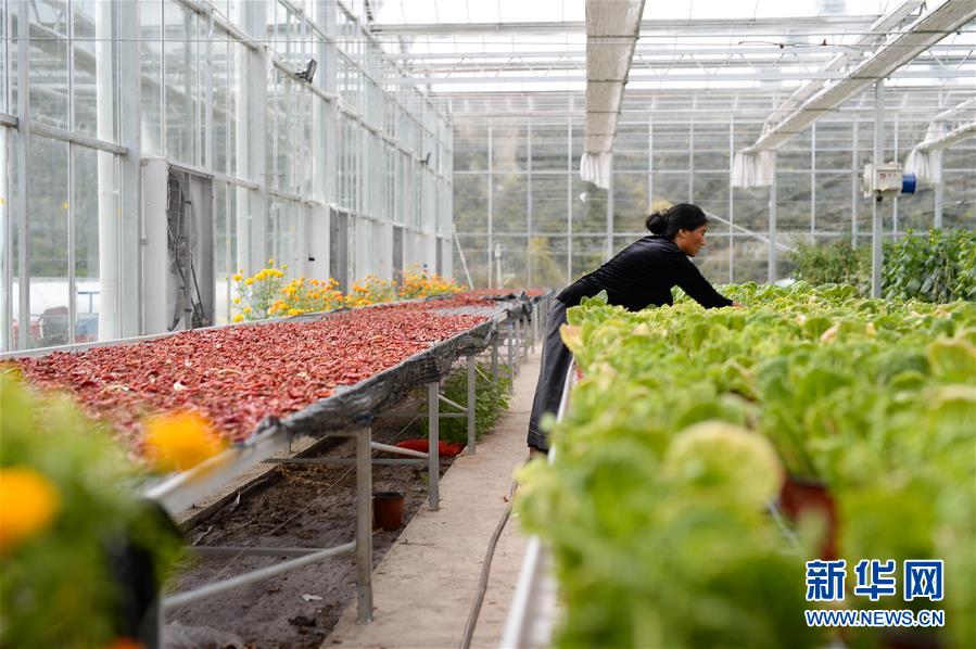 （新華全媒頭條&middot;圖文互動）（13）格?；ㄩ_滿天路&mdash;&mdash;寫在川藏公路通車65周年之際