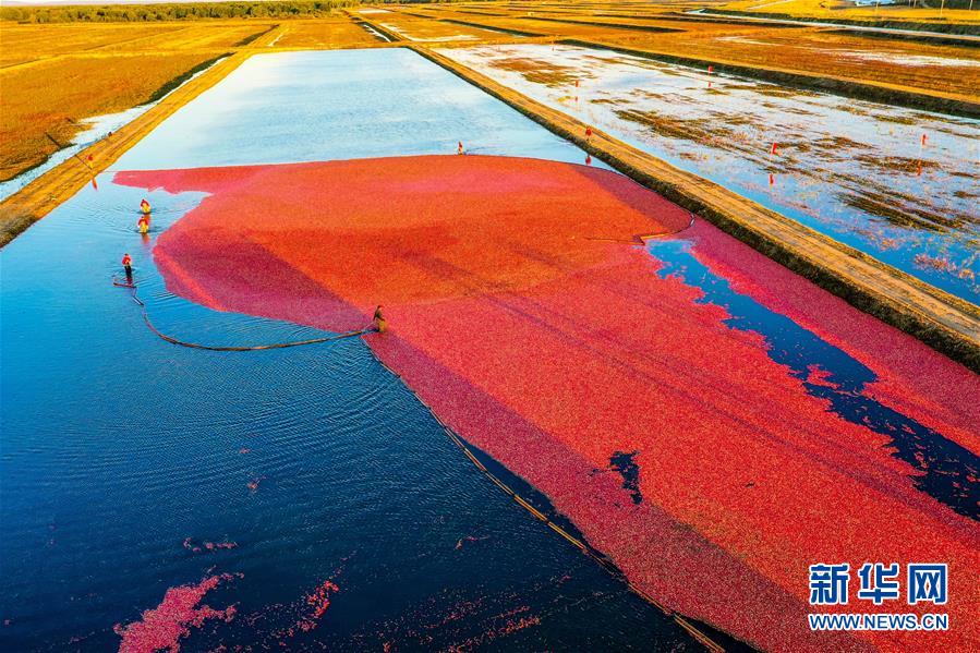 （脫貧攻堅(jiān)&middot;圖文互動(dòng)）（2）中國東極故事之五：蔓越莓為什么這樣紅？