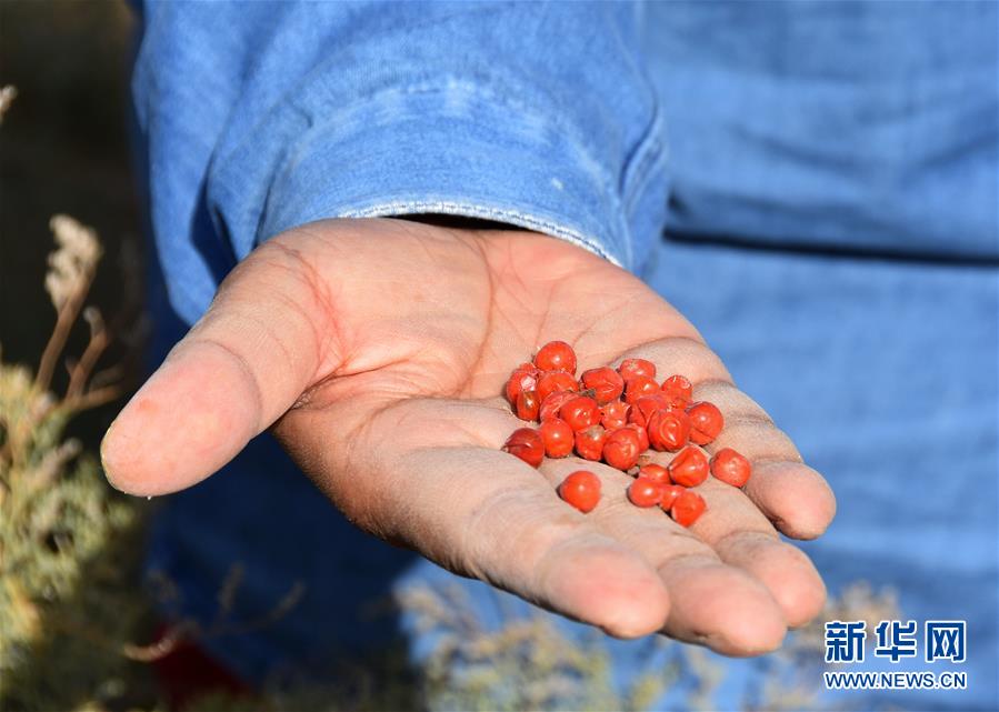 (新華全媒頭條·圖文互動)(8)塔克拉瑪干的“播綠使者”——中科院新疆生態(tài)與地理研究所高級工程師常青的故事