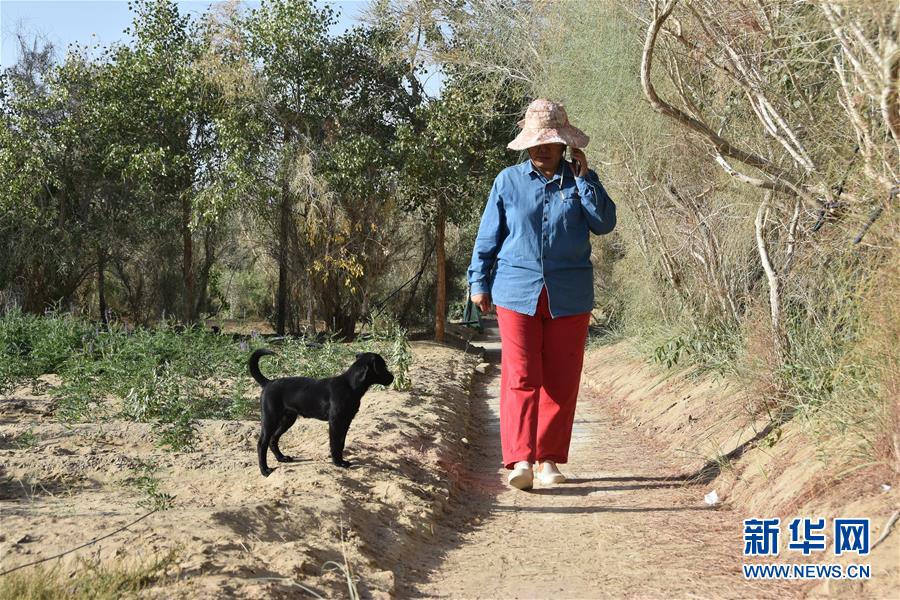 (新華全媒頭條·圖文互動)(9)塔克拉瑪干的“播綠使者”——中科院新疆生態(tài)與地理研究所高級工程師常青的故事