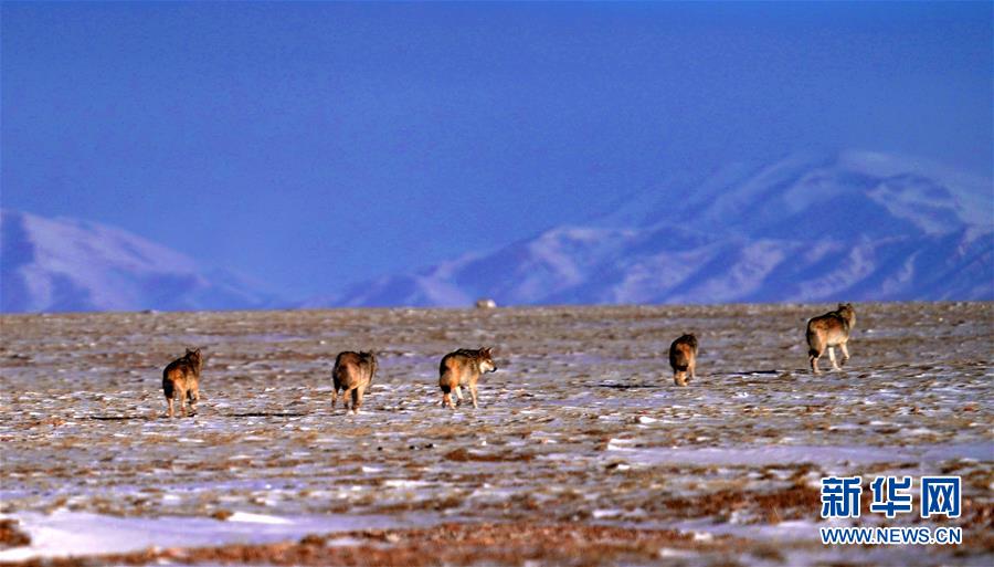 (圖文互動(dòng))(1)第二次青藏高原科考成果表明三江源生態(tài)持續(xù)向好