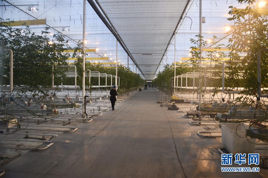 （新春走基層&middot;圖文互動(dòng)）（1）大興安嶺南麓的春天之六：鹽堿地長出&ldquo;黃金果&rdquo;