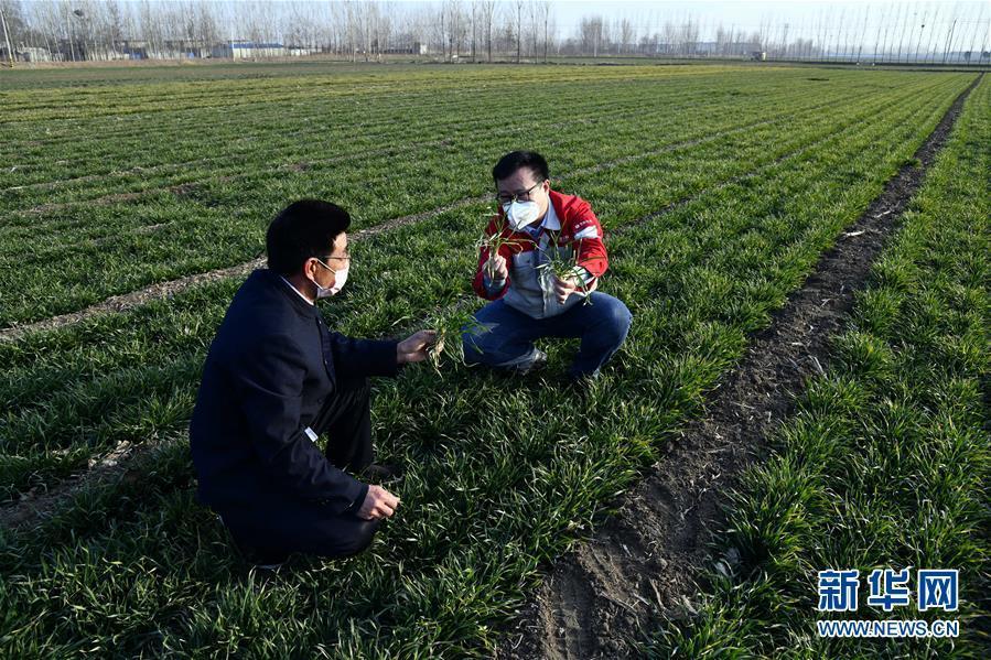 (圖文互動(dòng))(1)別樣的春耕——來(lái)自農(nóng)業(yè)大省山東的春耕備耕見(jiàn)聞