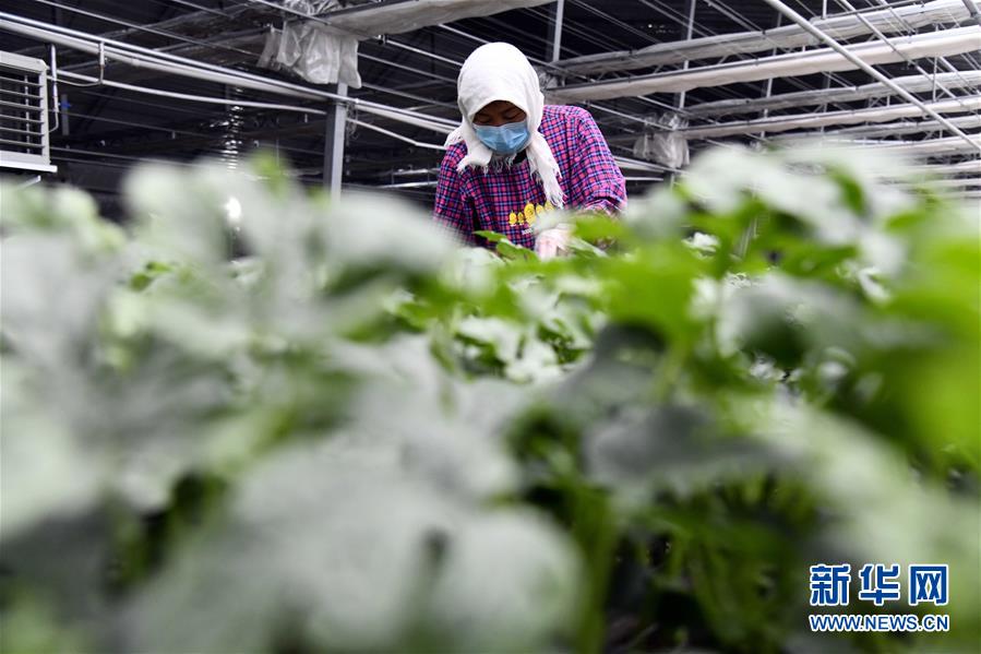 (圖文互動(dòng))(3)別樣的春耕——來(lái)自農(nóng)業(yè)大省山東的春耕備耕見(jiàn)聞