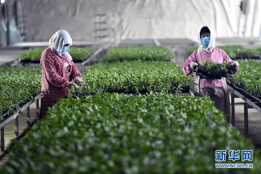 (圖文互動(dòng))(4)別樣的春耕——來(lái)自農(nóng)業(yè)大省山東的春耕備耕見(jiàn)聞