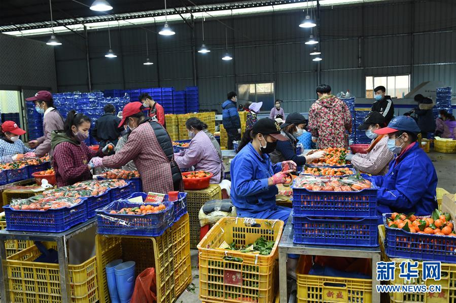 (圖文互動)(10)與疫情抗?fàn)?與春光同行——廣西農(nóng)村春耕備耕一線觀察