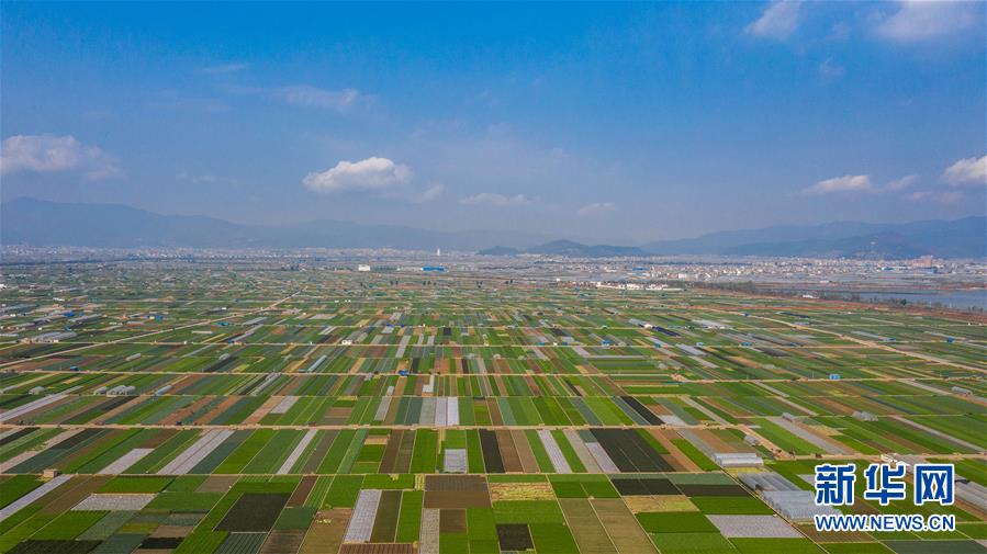 （抓好春耕備耕 穩(wěn)住農(nóng)業(yè)生產(chǎn)&middot;圖文互動(dòng)）（5）&ldquo;栽種的是菜苗，收獲的是希望&rdquo;&mdash;&mdash;云南蔬菜集散地通?？h春耕見聞 