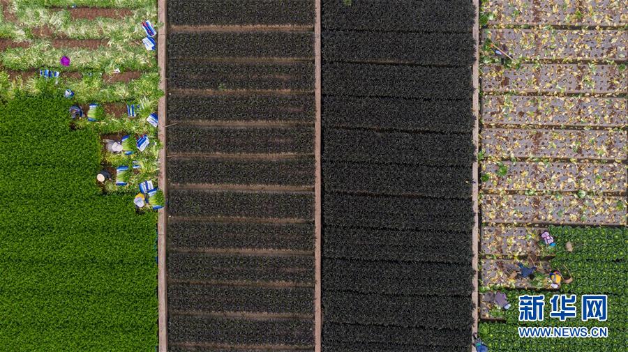 （抓好春耕備耕 穩(wěn)住農(nóng)業(yè)生產(chǎn)&middot;圖文互動(dòng)）（4）&ldquo;栽種的是菜苗，收獲的是希望&rdquo;&mdash;&mdash;云南蔬菜集散地通?？h春耕見聞 