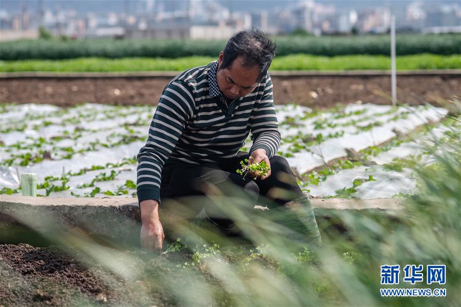 （抓好春耕備耕 穩(wěn)住農(nóng)業(yè)生產(chǎn)&middot;圖文互動(dòng)）（3）&ldquo;栽種的是菜苗，收獲的是希望&rdquo;&mdash;&mdash;云南蔬菜集散地通海縣春耕見聞 