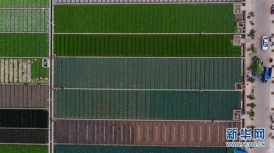 （抓好春耕備耕 穩(wěn)住農(nóng)業(yè)生產(chǎn)&middot;圖文互動(dòng)）（1）&ldquo;栽種的是菜苗，收獲的是希望&rdquo;&mdash;&mdash;云南蔬菜集散地通?？h春耕見聞 