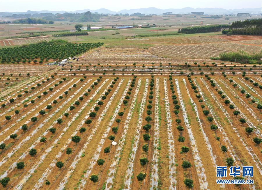 （抓好春耕備耕 穩(wěn)住農(nóng)業(yè)生產(chǎn)&middot;圖文互動）（1）農(nóng)時不等人 扶貧不能拖&mdash;&mdash;種瓜大村春耕生產(chǎn)見聞 