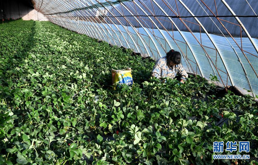 （在習(xí)近平新時(shí)代中國特色社會(huì)主義思想指引下&mdash;&mdash;新時(shí)代新作為新篇章&middot;習(xí)近平總書記關(guān)切事&middot;圖文互動(dòng)）（3）戰(zhàn)&ldquo;疫&rdquo;要?jiǎng)艜r(shí)，戰(zhàn)&ldquo;貧&rdquo;再加把勁！&mdash;&mdash;中央各部門助力脫貧攻堅(jiān)很給力