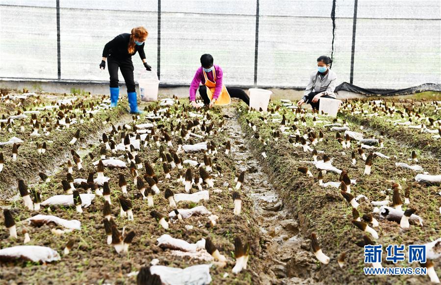 (決戰(zhàn)決勝脫貧攻堅·圖文互動)(1)天然“寶貝”促增收——貴州錦屏縣培育扶貧產(chǎn)業(yè)見聞