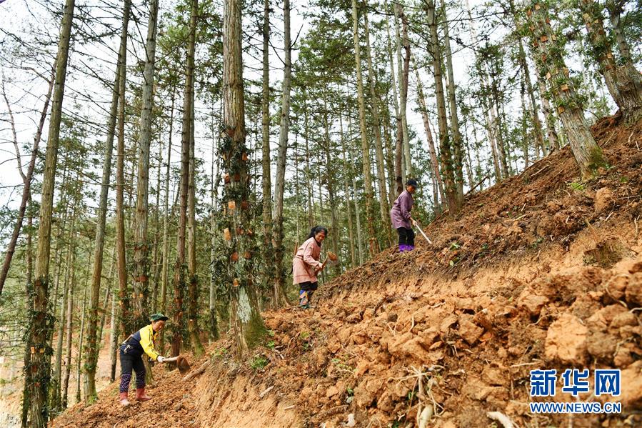 (決戰(zhàn)決勝脫貧攻堅·圖文互動)(4)天然“寶貝”促增收——貴州錦屏縣培育扶貧產(chǎn)業(yè)見聞