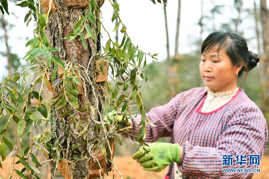 (決戰(zhàn)決勝脫貧攻堅·圖文互動)(5)天然“寶貝”促增收——貴州錦屏縣培育扶貧產(chǎn)業(yè)見聞