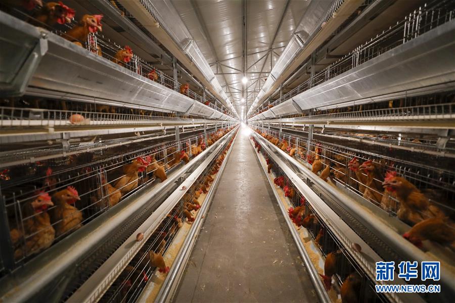 （圖文互動）（1）疏通產(chǎn)業(yè)鏈堵點 保障&ldquo;菜籃子&rdquo;供應(yīng)&mdash;&mdash;重慶養(yǎng)殖大區(qū)力促養(yǎng)殖業(yè)補損復(fù)產(chǎn)