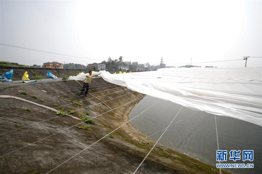 (圖文互動(dòng))(3)疏通產(chǎn)業(yè)鏈堵點(diǎn) 保障“菜籃子”供應(yīng)——重慶養(yǎng)殖大區(qū)力促養(yǎng)殖業(yè)補(bǔ)損復(fù)產(chǎn)