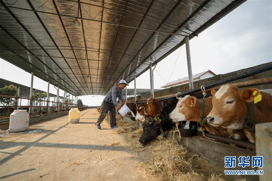 (圖文互動)(5)疏通產業(yè)鏈堵點 保障“菜籃子”供應——重慶養(yǎng)殖大區(qū)力促養(yǎng)殖業(yè)補損復產