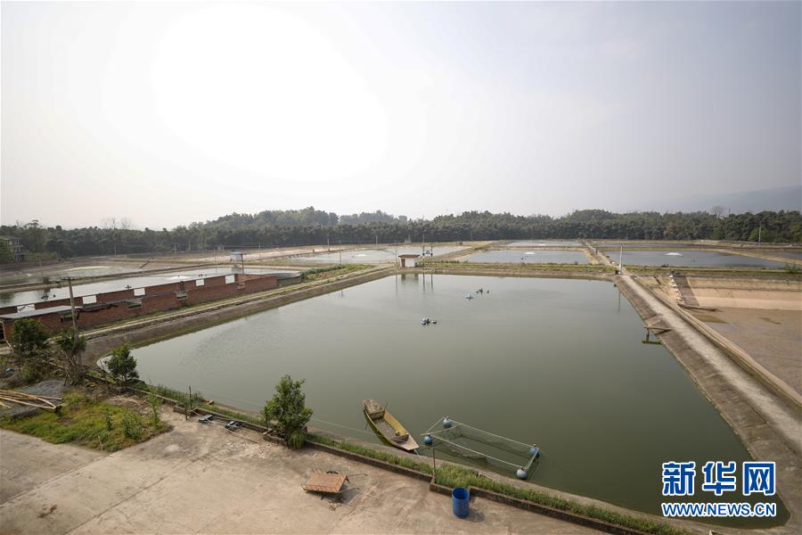 (圖文互動(dòng))(6)疏通產(chǎn)業(yè)鏈堵點(diǎn) 保障“菜籃子”供應(yīng)——重慶養(yǎng)殖大區(qū)力促養(yǎng)殖業(yè)補(bǔ)損復(fù)產(chǎn)