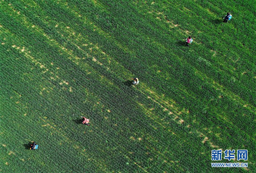 （新華全媒頭條&middot;圖文互動(dòng)）（5）春天，匯聚復(fù)蘇的力量&mdash;&mdash;寫在2020年首季中國經(jīng)濟(jì)收官之際