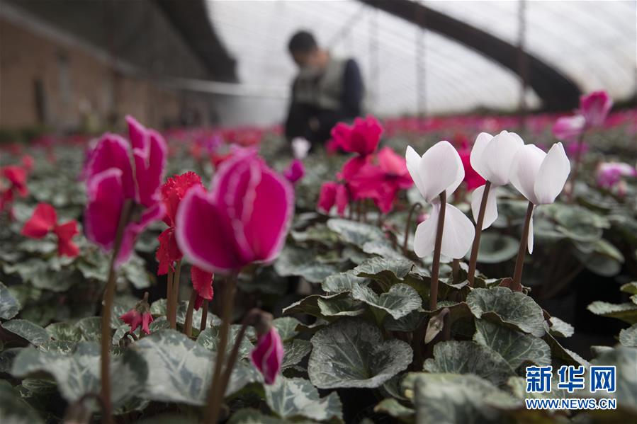 （在習(xí)近平新時(shí)代中國特色社會(huì)主義思想指引下&mdash;&mdash;新時(shí)代新作為新篇章&middot;習(xí)近平總書記關(guān)切事&middot;圖文互動(dòng)）（2）希望的田野，希望的春天&mdash;&mdash;各地農(nóng)業(yè)生產(chǎn)新動(dòng)態(tài)掃描