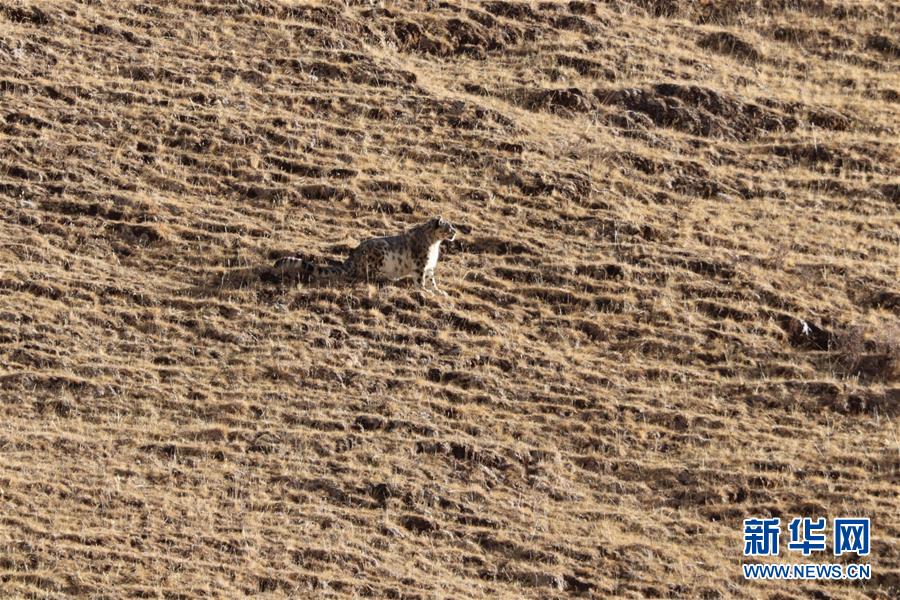 (玉樹地震10周年·圖文互動)(1)牧民才仁尼瑪?shù)?ldquo;科研”人生