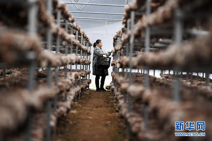 (決戰(zhàn)決勝脫貧攻堅(jiān)·圖文互動)(5)多重保障 不漏一人——貴州一個(gè)脫貧“摘帽”縣的防貧機(jī)制探索