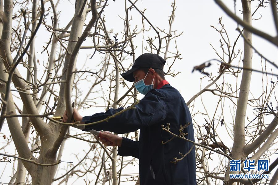(決戰(zhàn)決勝脫貧攻堅·圖文互動)(2)南疆林果合作社百人技術隊的“核桃雄心”
