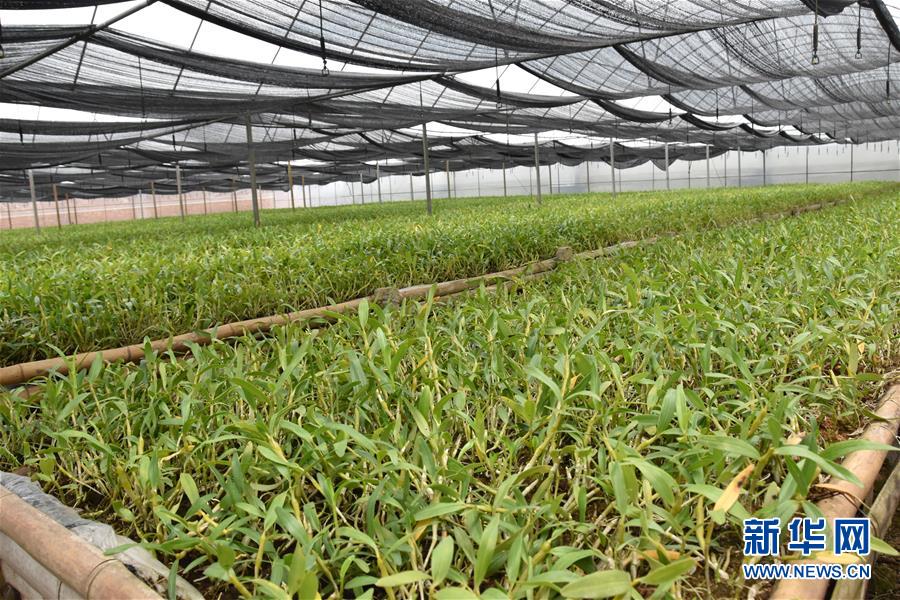 （決戰(zhàn)決勝脫貧攻堅&middot;圖文互動）（1）這個脫貧縣的石頭為何比土金貴？