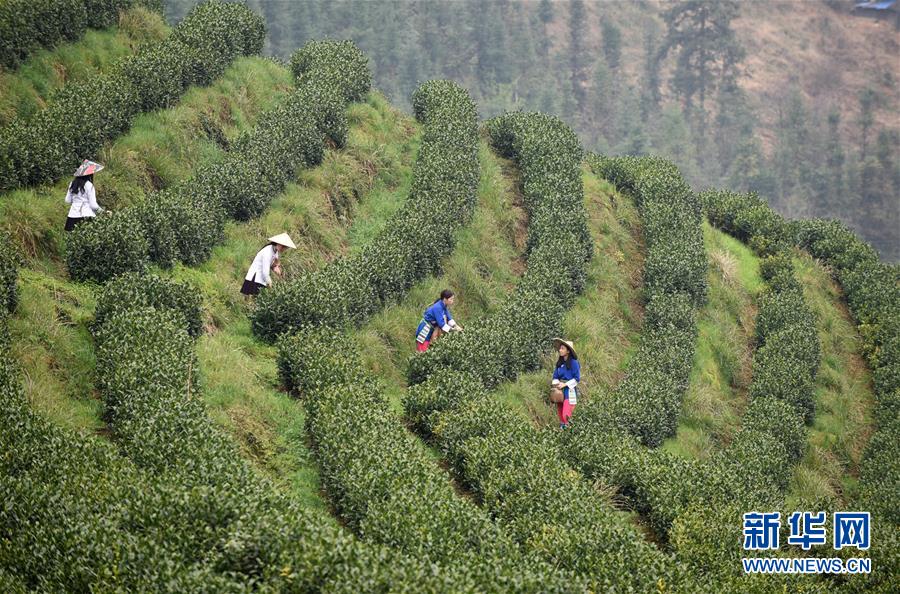 (決戰(zhàn)決勝脫貧攻堅(jiān)·圖文互動(dòng))(3)田野“變奏”讓薄土“生金”——貴州農(nóng)村產(chǎn)業(yè)革命助推脫貧攻堅(jiān)見(jiàn)聞