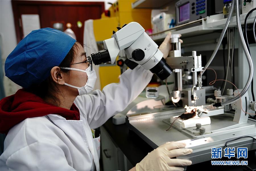 （圖文互動）（2）攻擊行為如何被大腦控制？科學(xué)家在小鼠大腦中發(fā)現(xiàn)&ldquo;調(diào)節(jié)開關(guān)&rdquo;