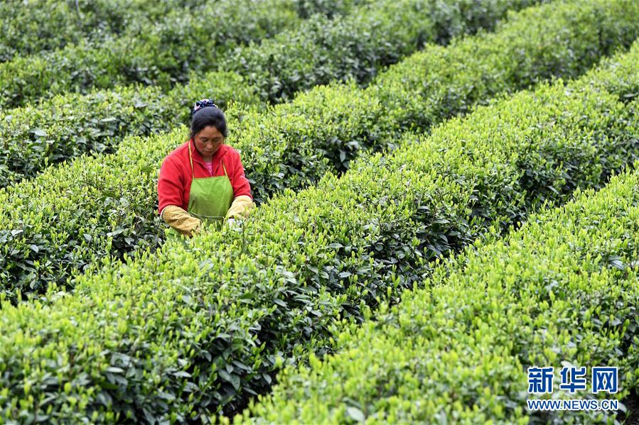 （新華全媒頭條&middot;圖文互動(dòng)）（13）紅土地上的&ldquo;綠色減貧&rdquo;決戰(zhàn)&mdash;&mdash;大別山&ldquo;將軍縣&rdquo;金寨脫貧紀(jì)實(shí)