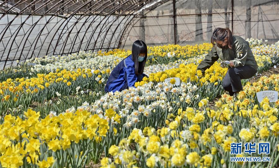 （圖文互動）（6）這座小城，鐫刻下怎樣的&ldquo;世園印記&rdquo;&mdash;&mdash;北京世園會開園一周年探訪延慶