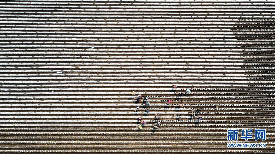（新華全媒頭條&middot;圖文互動(dòng)）（4）讓中國(guó)飯碗端得更牢&mdash;&mdash;&ldquo;中華糧倉(cāng)&rdquo;春耕剪影