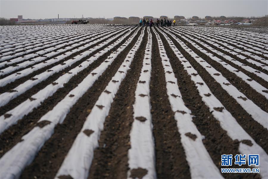 （新華全媒頭條&middot;圖文互動(dòng)）（8）讓中國(guó)飯碗端得更牢&mdash;&mdash;&ldquo;中華糧倉(cāng)&rdquo;春耕剪影