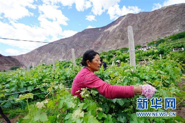 （決戰(zhàn)決勝脫貧攻堅&middot;圖文互動）（2）西藏昌都&ldquo;甜蜜&rdquo;產業(yè)助脫貧