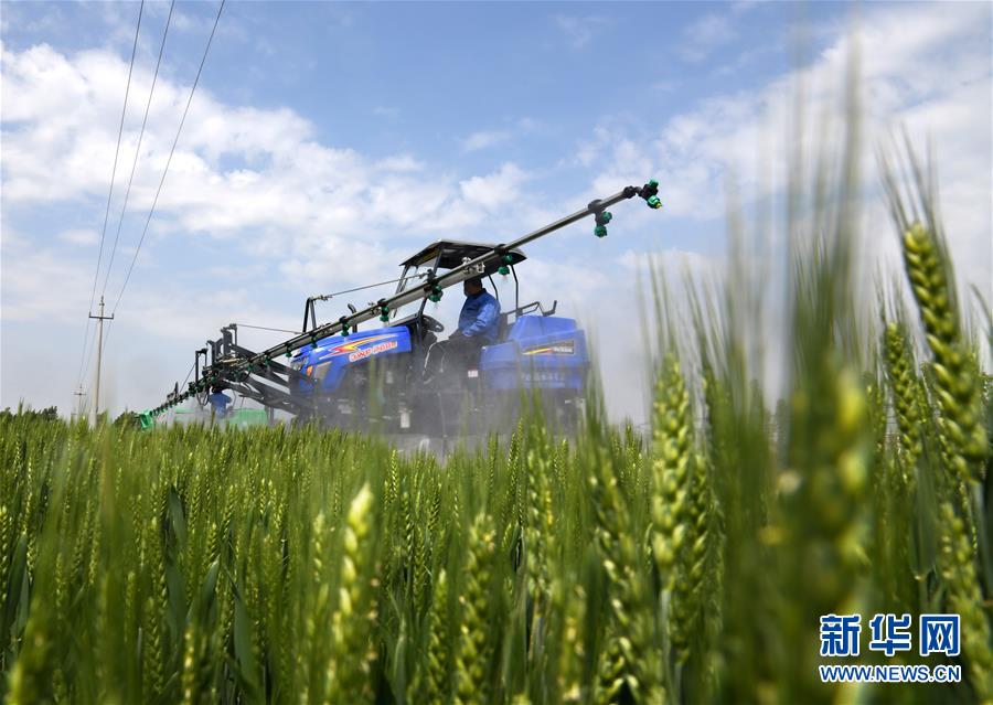 （在習(xí)近平新時代中國特色社會主義思想指引下&mdash;&mdash;新時代新作為新篇章&middot;習(xí)近平總書記關(guān)切事&middot;圖文互動）（7）新農(nóng)事、新希望&mdash;&mdash;夏收前田間新動態(tài)掃描