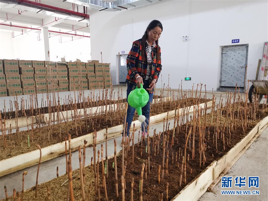 (決戰(zhàn)決勝脫貧攻堅·圖文互動)(1)喚醒“沉睡的大山”——“經營鄉(xiāng)村”讓烏蒙山極貧鄉(xiāng)變了“模樣”