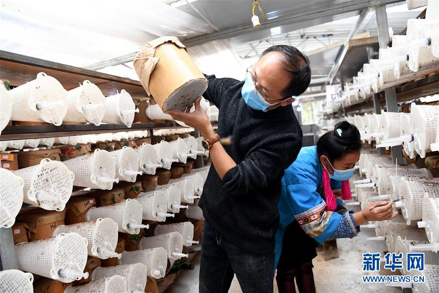 （決戰(zhàn)決勝脫貧攻堅&middot;圖文互動）（2）&ldquo;小蜂王&rdquo;的大夢想