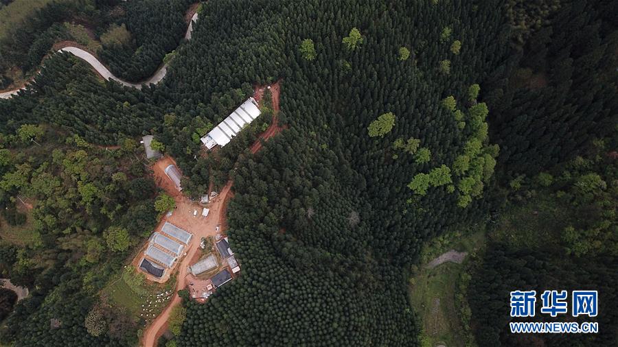 （決戰(zhàn)決勝脫貧攻堅&middot;圖文互動）（3）&ldquo;小蜂王&rdquo;的大夢想