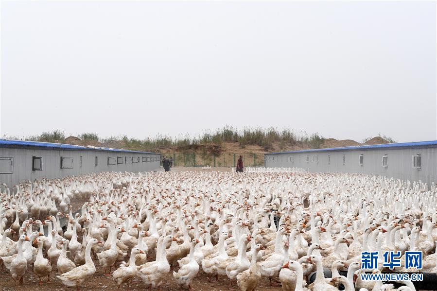 (決戰(zhàn)決勝脫貧攻堅(jiān)·聚焦三區(qū)三州·圖文互動(dòng))(2)號(hào)角聲里看于田——來自庫爾班大叔故鄉(xiāng)的脫貧報(bào)告