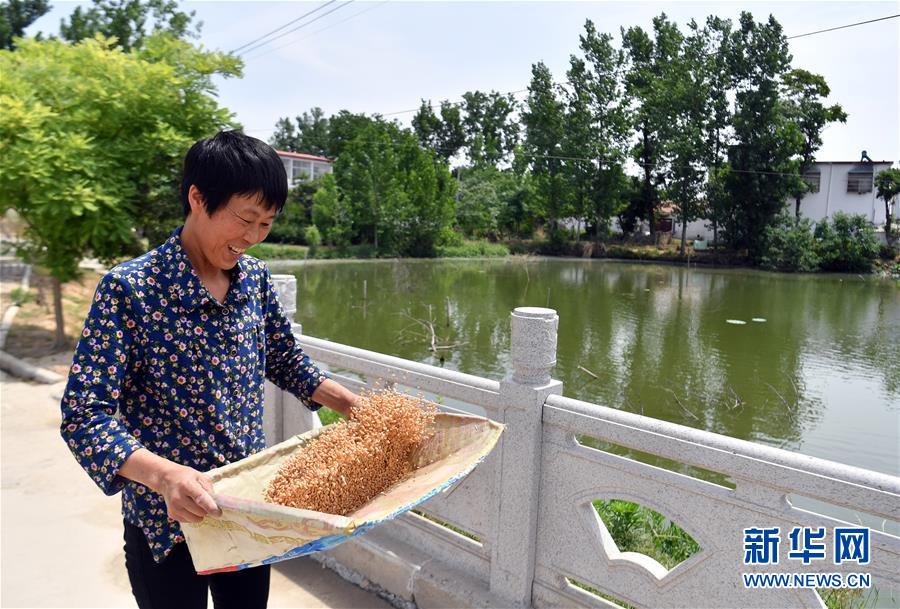 （關(guān)注三夏&middot;圖文互動(dòng)）（2）2020 豐收的心情