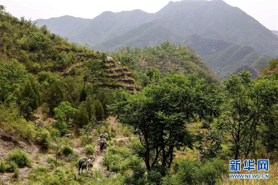 (圖文互動)(2)北京:治沙20載 逾854萬畝林海拒風(fēng)沙