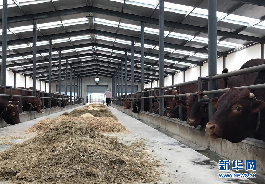 (決戰(zhàn)決勝脫貧攻堅·圖文互動)(2)趕著“紅牛”奔小康