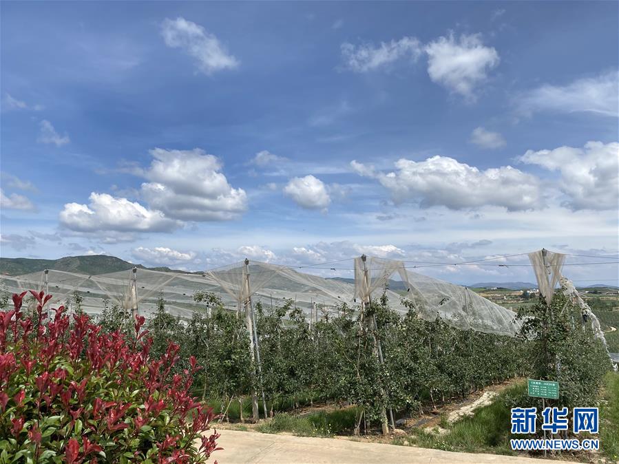 （決戰(zhàn)決勝脫貧攻堅&middot;圖文互動）（3）高原紅了，日子好了&mdash;&mdash;貴州海拔最高縣發(fā)展蘋果產(chǎn)業(yè)見聞