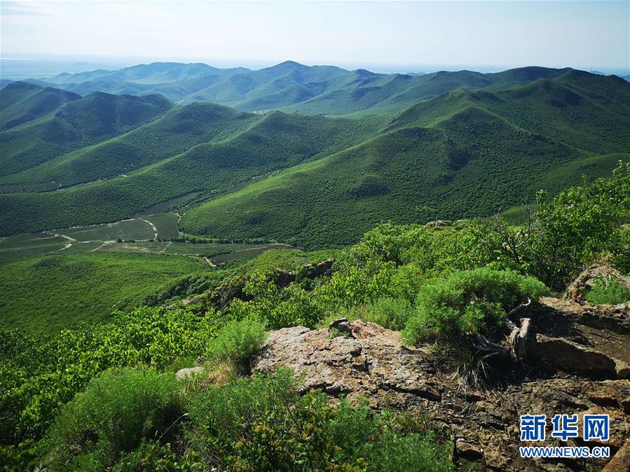 (決戰(zhàn)決勝脫貧攻堅(jiān)·圖文互動)(1)內(nèi)蒙古科右中旗:把準(zhǔn)發(fā)展方向 “楓馬牛”可相及